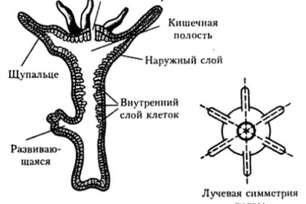 Как восстановить пароль кракен